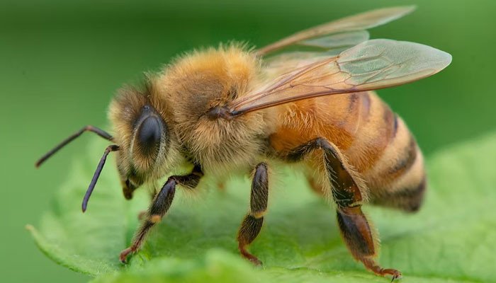Bee brain control device developed