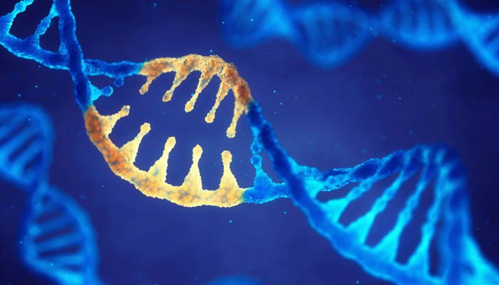 Genetic disease “mandibuloacral dysplasia”