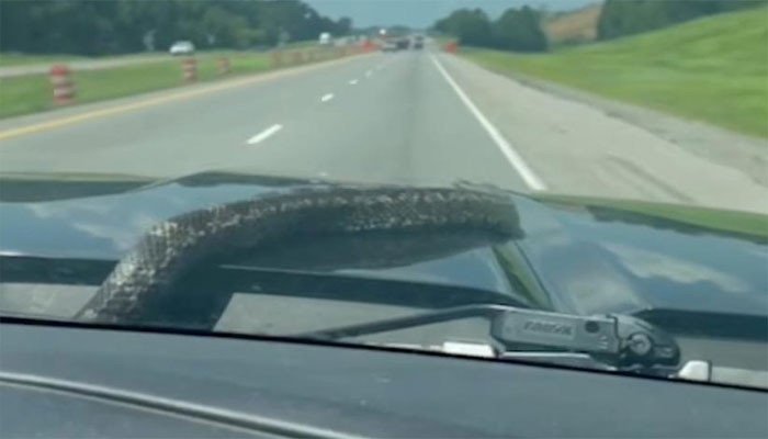 A five-foot-long snake emerged from the bonnet of a moving car