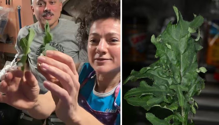 Astronauts shared a video of cutting and cooking vegetables in space