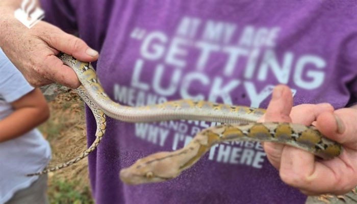 A snake was caught in a woman’s bedroom closet in the Netherlands