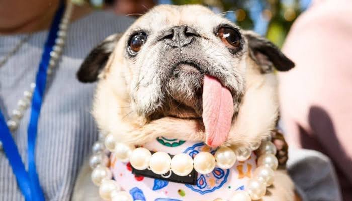 6-year-old pug Ginny Lou wins 2026 ‘World’s Ugliest Dog’ contest