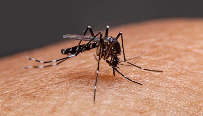 Sindh: 90 thousand 853 cases of malaria reported this year