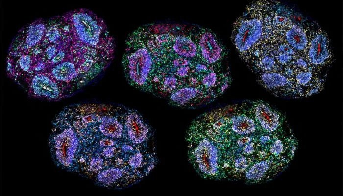 Scientists managed to keep human brain-like cells alive in the laboratory for 7 years