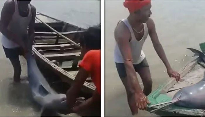 The fisherman caught a dolphin from the river and brought it home