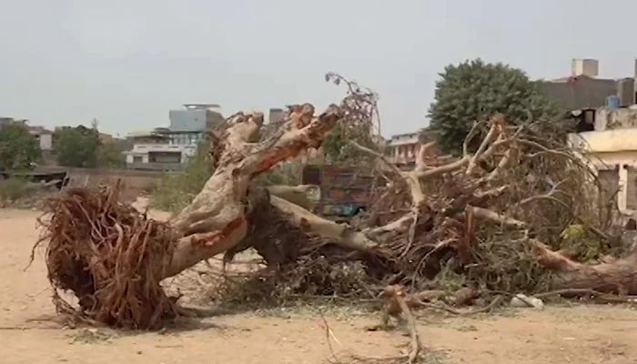 KARACHI: Decades old trees were wiped out instead of being declared as heritage