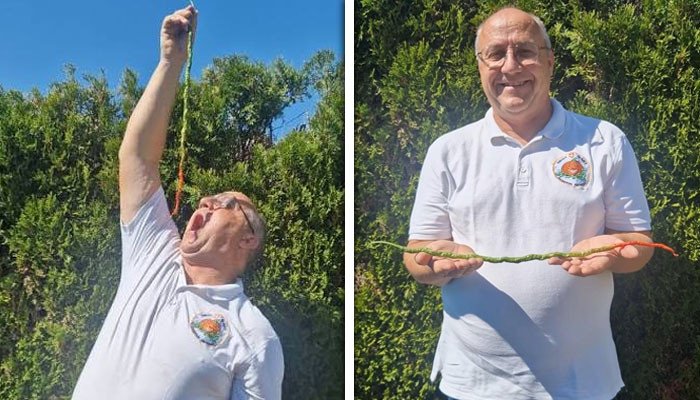 The world’s longest pepper was grown in Switzerland, setting a Guinness World Record