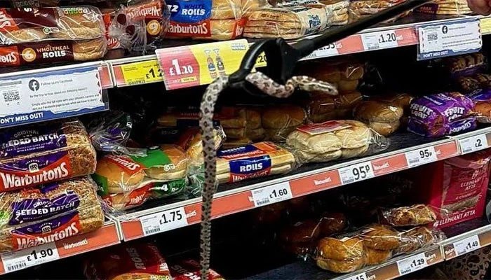 A snake crawled out of a bread shelf in a UK store