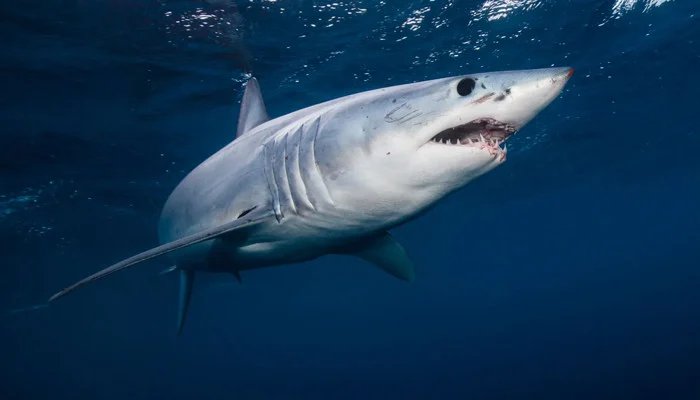 10-year national plan for shark conservation presented