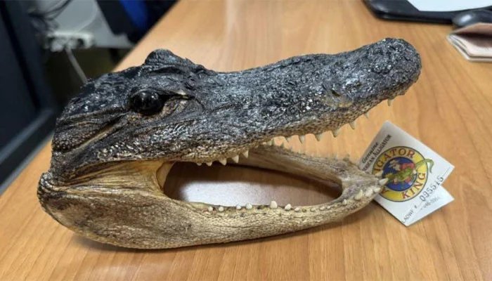 A crocodile head emerged from the Italian citizen’s luggage