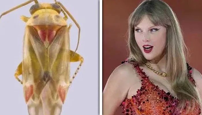 A new species of moth has been named after Taylor Swift