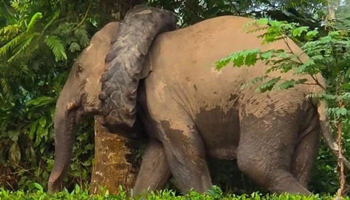 A tractor tire got stuck in the neck of an elephant in the Indian state of Assam