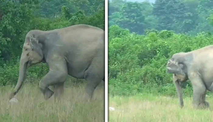 Elephant became a footballer in India, stunt watchers surprised