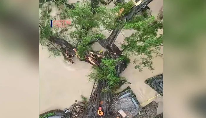 Chinese experts have re-erected a 624-year-old banyan tree that fell in a storm