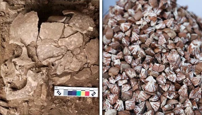 25,000 years ago, humans used chalia for intoxication, evidence was found