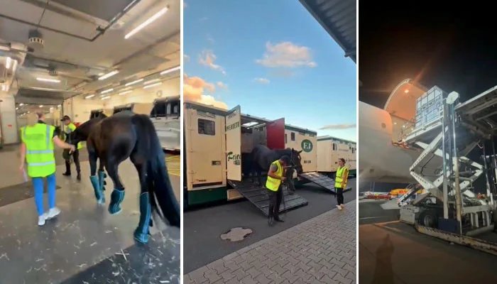 Asian Games: Pakistan’s horse Aidan Du Verret arrives safely in Japan