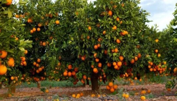 Sargodha: Fruits of more than 100 trees lost due to toxic spray