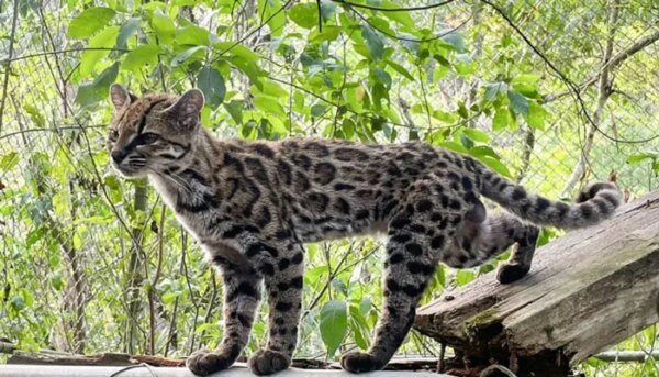 The world got a new cat, researchers confirm
