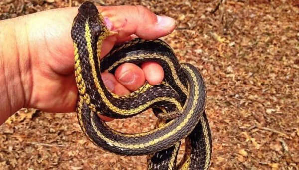 More than 1,000 cases of snake bites reported across Punjab