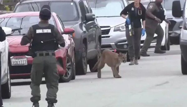 San Francisco: A lion came out on the street, the police raced