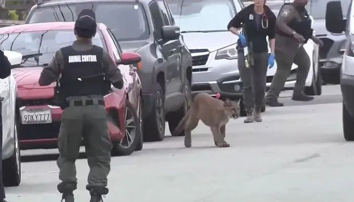 San Francisco: A lion came out on the street, the police raced