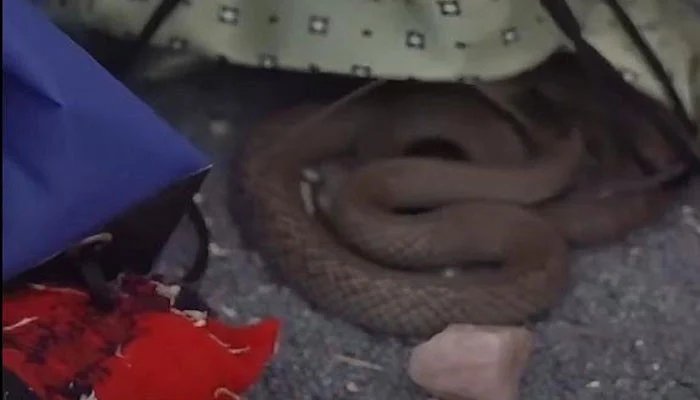 Australia: A very poisonous snake entered the bedroom of a young girl